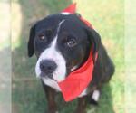 Small American Staffordshire Terrier Mix