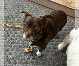 Chug Dogs for adoption in Springdale, PA, USA