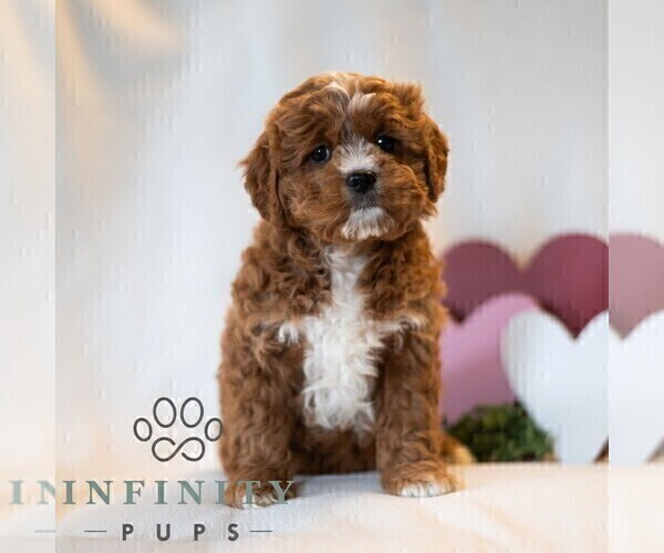 Medium Photo #4 Cavapoo (Miniature) Puppy For Sale in DORNSIFE, PA, USA
