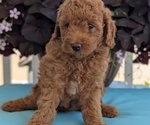 Small Photo #29 Poodle (Toy) Puppy For Sale in GOSHEN, IN, USA