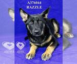 Small German Shepherd Dog