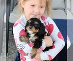 Small #3 Cavapoo