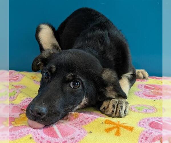 Medium Photo #1 German Shepherd Dog Puppy For Sale in San Martin, CA, USA