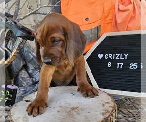 Medium Redbone Coonhound