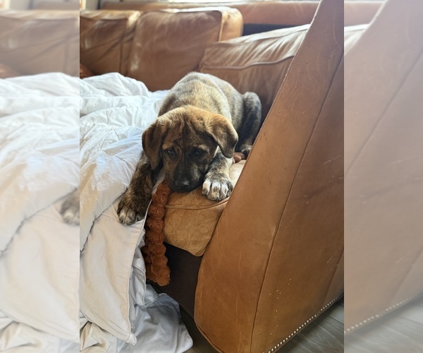 Medium Photo #11 Cane Corso Puppy For Sale in KEWADIN, MI, USA