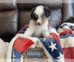 Small Photo #58 Miniature Australian Shepherd Puppy For Sale in BONNERS FERRY, ID, USA