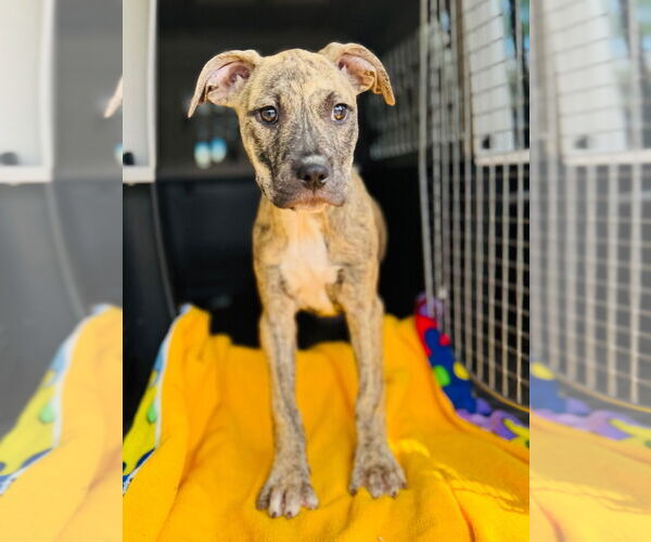 Medium Photo #5 American Pit Bull Terrier Puppy For Sale in Claremore, OK, USA