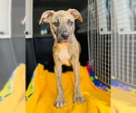 Small #4 American Pit Bull Terrier