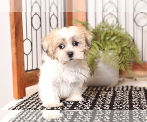 Zuchon Puppy for sale in NAPLES, FL, USA