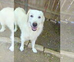 Small #1 Great Pyrenees