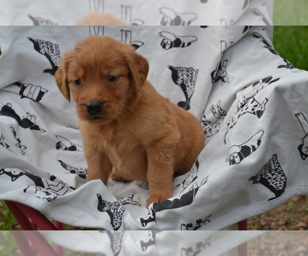 Medium Photo #1 Golden Retriever Puppy For Sale in GREENWOOD, WI, USA