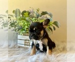 Puppy BlkTan M 1 French Bulldog