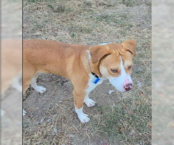 Medium Photo #2 Labrador Retriever-Unknown Mix Puppy For Sale in St. Ann, MO, USA