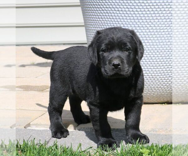 Medium Photo #3 Labrador Retriever Puppy For Sale in NARVON, PA, USA