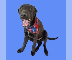 Border Collie Dogs for adoption in Bakersfield, CA, USA