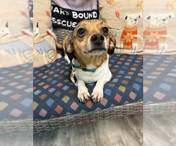 Medium Photo #3 Beagle-Unknown Mix Puppy For Sale in Ellijay, GA, USA