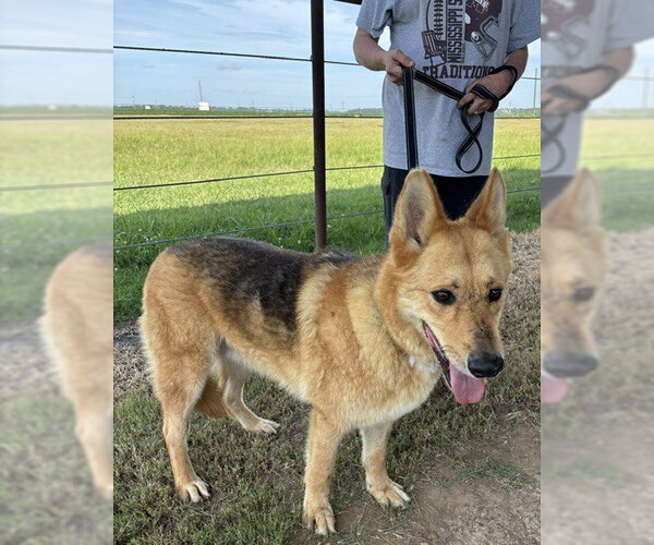 Medium Photo #1 German Shepherd Dog Puppy For Sale in Southbury, CT, USA