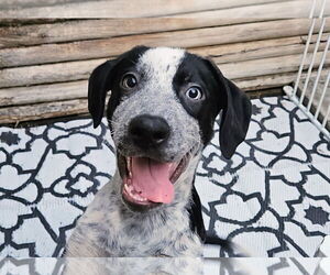 Catahoula Leopard Dog-Unknown Mix Dogs for adoption in Chicago, IL, USA