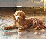 Small Photo #1 Goldendoodle (Miniature) Puppy For Sale in EASLEY, SC, USA