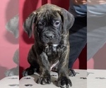 Small Photo #24 Cane Corso Puppy For Sale in COTTAGE GROVE, OR, USA