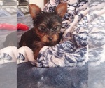 Small Photo #19 Yorkshire Terrier Puppy For Sale in ODESSA, TX, USA