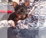 Small #18 Yorkshire Terrier