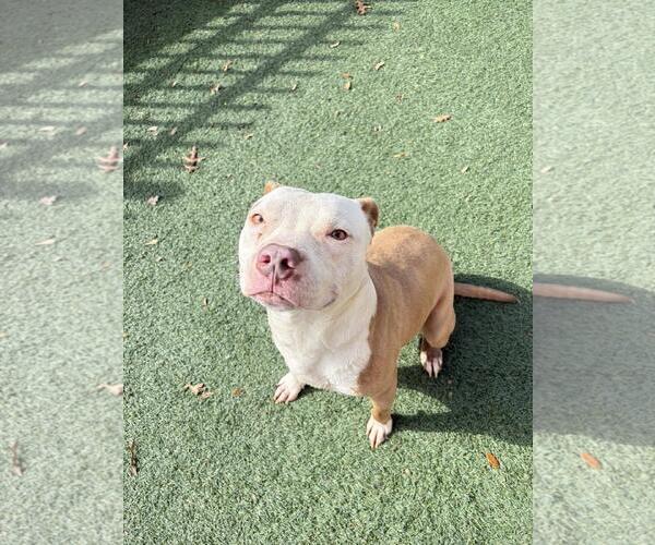 Medium Photo #3 Mutt Puppy For Sale in Rockwall, TX, USA