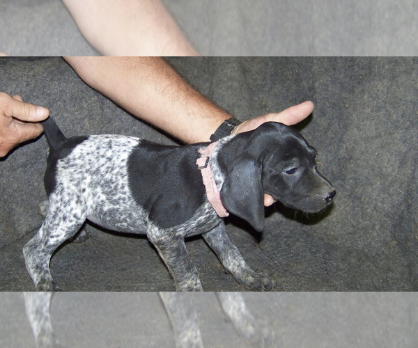Medium Photo #2 German Shorthaired Pointer Puppy For Sale in LITTLETON, CO, USA