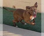 Small #2 American Pit Bull Terrier-Chihuahua Mix