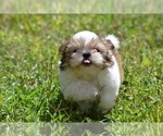 Small Photo #7 Shih Tzu Puppy For Sale in PALM COAST, FL, USA
