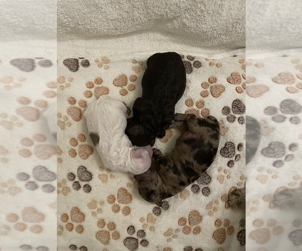 Medium Photo #7 Poodle (Toy) Puppy For Sale in MURRIETA, CA, USA