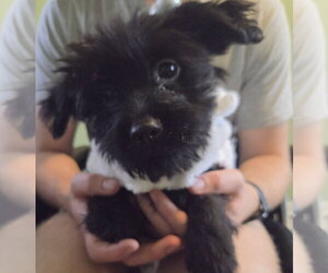 Shih Tzu-Unknown Mix Dogs for adoption in Plainfield, IL, USA