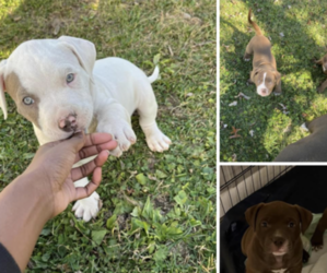 American Pit Bull Terrier Puppy for sale in FT WAYNE, IN, USA