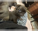 Small Photo #61 Pug Puppy For Sale in BLOOMINGTON, IL, USA