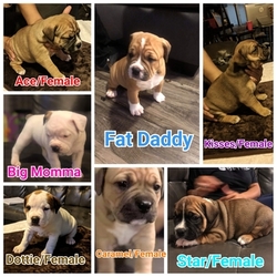 American Bully-Olde English Bulldogge Mix Puppy for sale in MERRILLVILLE, IN, USA