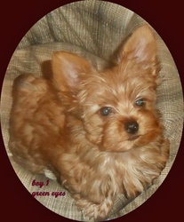 Yorkshire Terrier Puppy for sale in GAINESVILLE, TX, USA