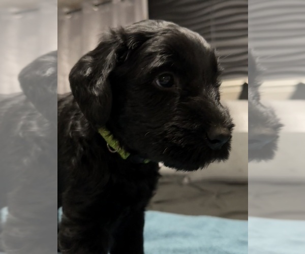 Medium Photo #15 Schnauzer (Giant) Puppy For Sale in BAXLEY, GA, USA