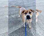 Small #13 Coonhound Mix