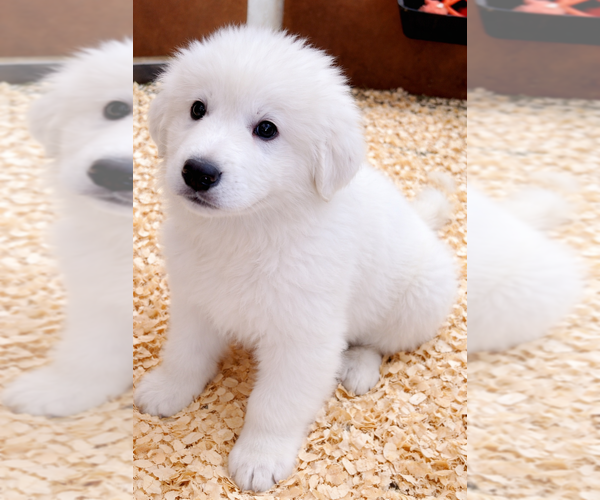 Medium Photo #1 Great Pyrenees Puppy For Sale in HARRISONBURG, VA, USA