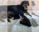 Small Photo #1 Rottweiler Puppy For Sale in PLANT CITY, FL, USA