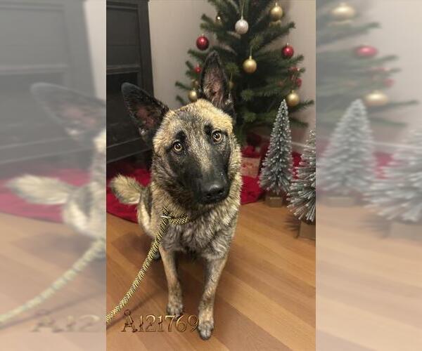 Medium Photo #1 German Shepherd Dog-Unknown Mix Puppy For Sale in HESPERIA, CA, USA