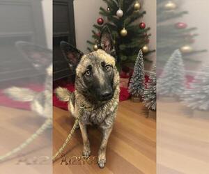 German Shepherd Dog-Unknown Mix Dogs for adoption in HESPERIA, CA, USA