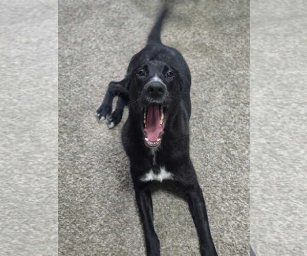 Medium Photo #8 Great Dane-Poodle (Standard) Mix Puppy For Sale in McKinney, TX, USA