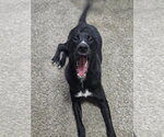 Small #7 Great Dane-Poodle (Standard) Mix