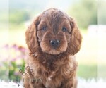 Image preview for Ad Listing. Nickname: Baylor