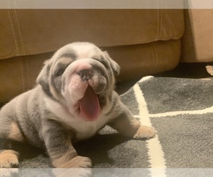 English Bulldog Puppy for sale in BETHAYRES, PA, USA