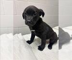 Small Labrador Retriever