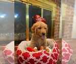 Small Photo #28 Golden Retriever Puppy For Sale in SANFORD, NC, USA