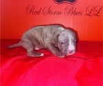Small Photo #16 American Pit Bull Terrier Puppy For Sale in TRENTON, NJ, USA