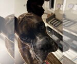 Small Photo #13 Boxer Puppy For Sale in  Katy, TX, USA